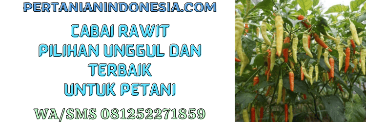 cabai,cabai rawit,petani,budidaya,budidaya cabe rawit,pertanian indonesia